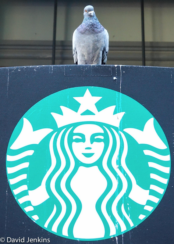 Pigeon bomber over starbucks...missed me this time