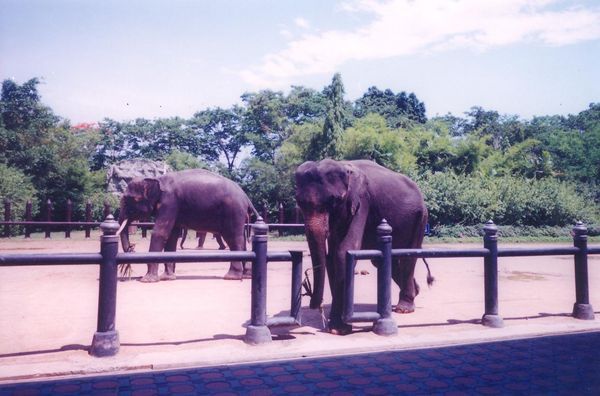 samphran elephant ground and zoo