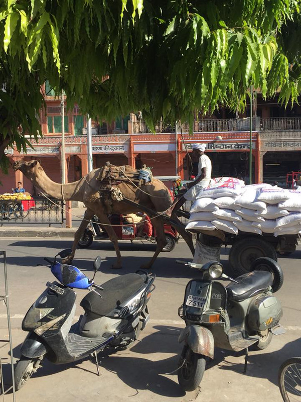 Camel Traffic, Jaipur