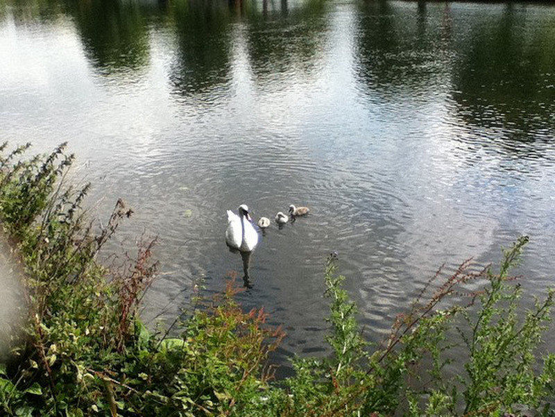 Swans in the River Avon