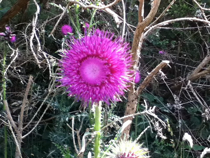If only our thistles were pretty!