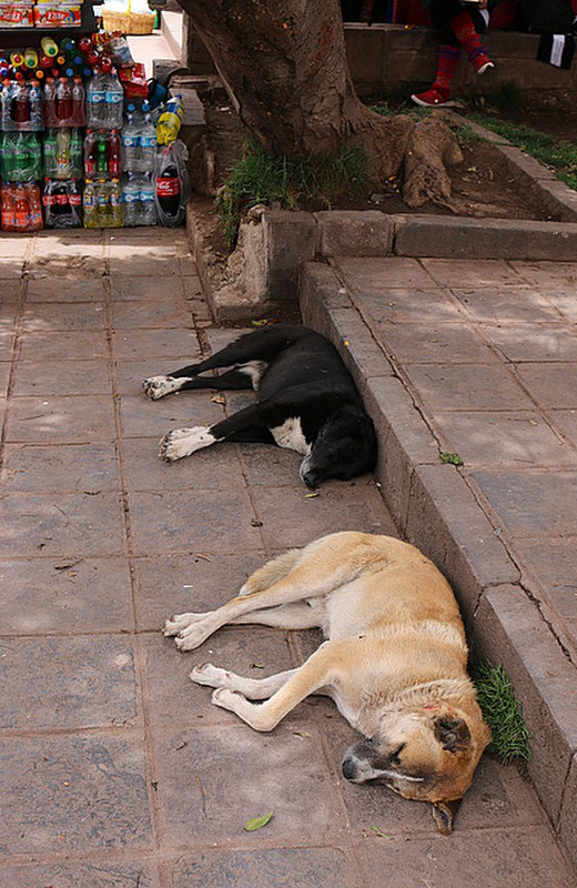 Dogs of Cusco
