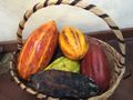 Cocoa pods come in many colors