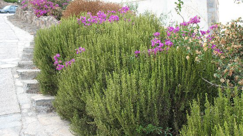 Rosemary makes a great hedge