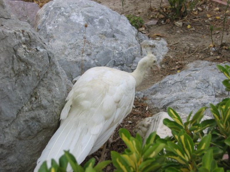 White peacock in garden