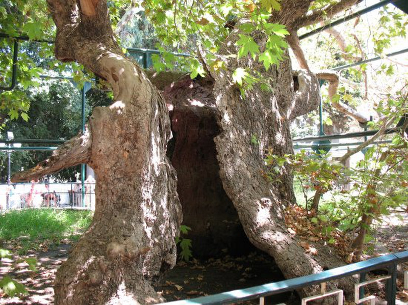Hippocrates&#39; tree