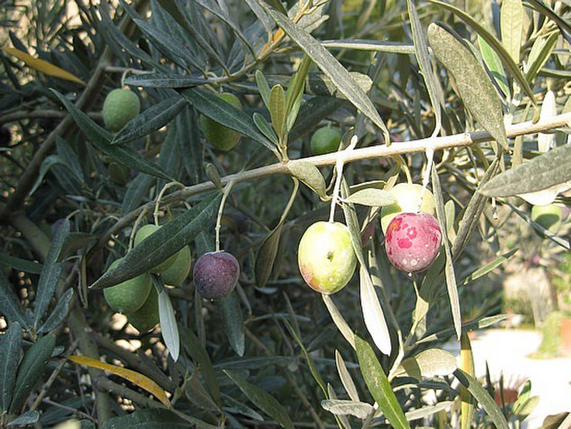 Here come the olives