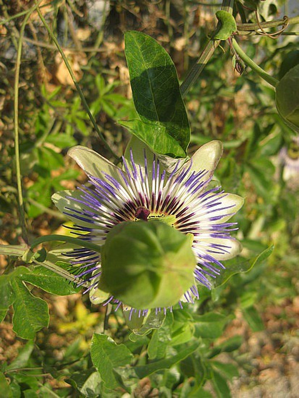 Passion flowers...