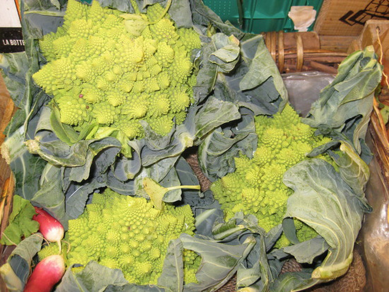 Looks like a cauliflower/broccoli cross