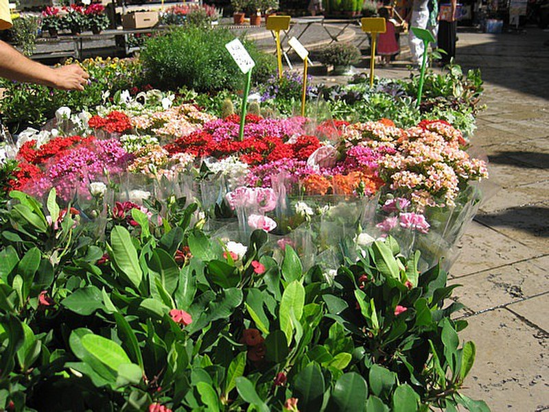 Flower market Aix