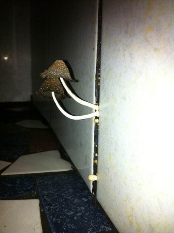Mushrooms on the shower wall