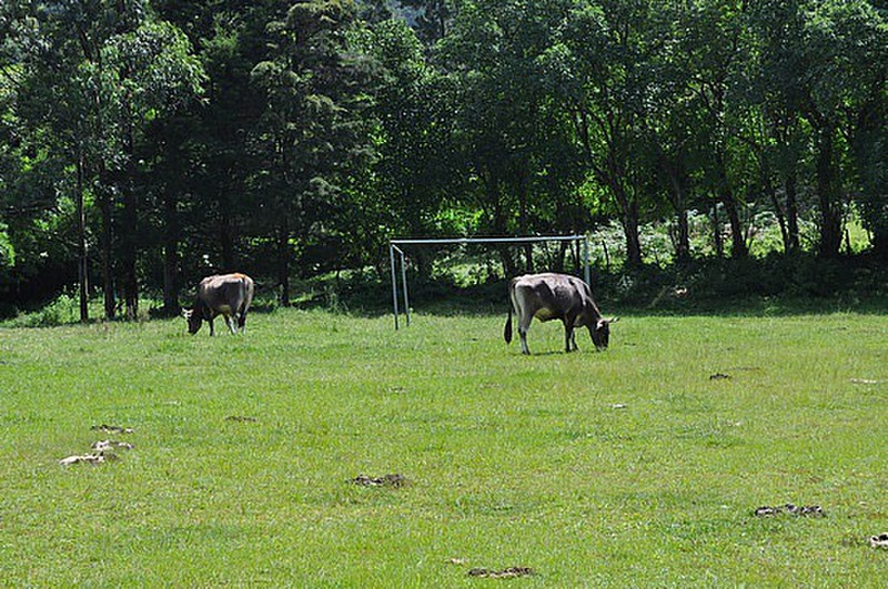 Cows who play soccer