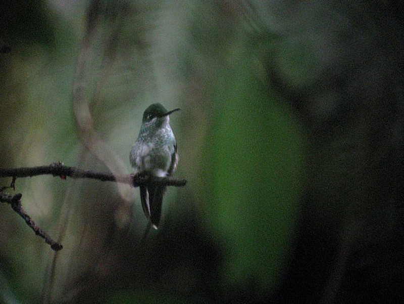 Hummingbird through binoculars