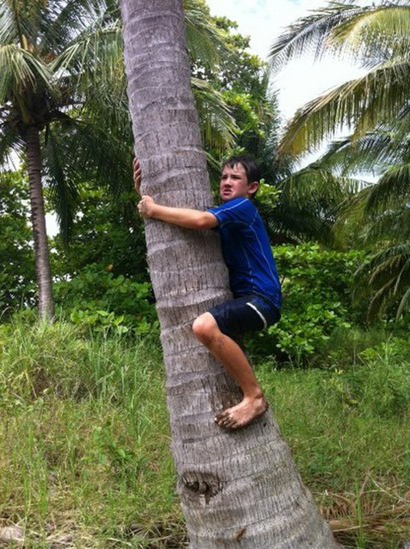 alex attempts to shimmy up a coconut tree