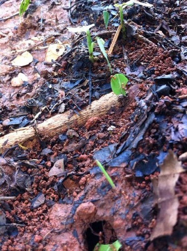 Leaf cutter ants heading into their hole