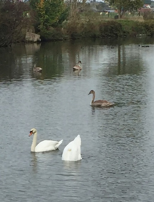 Swans and Cygnets on the canal