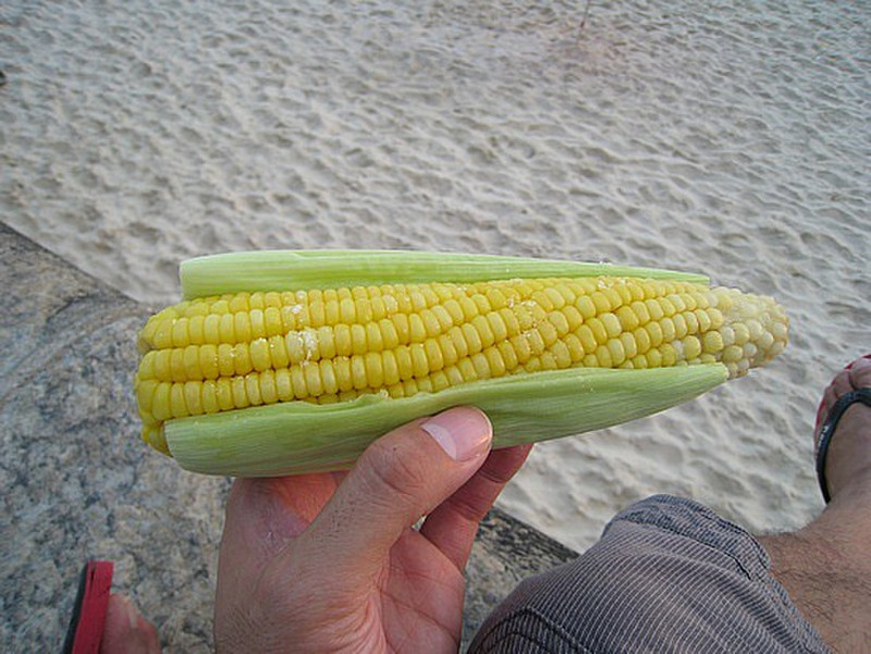 Corn, Everywhere You Look ...