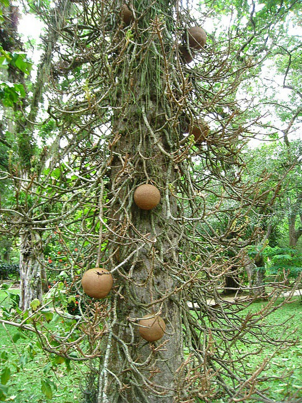The Cannon Ball Tree