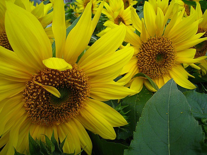 Sunflowers at Marche Jean Talon