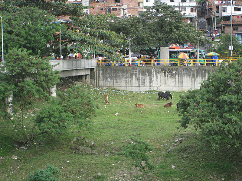 Cows Being Raised at the Foot of the Slums