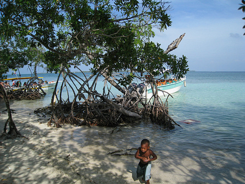 The Mangroves at Isla Mucura