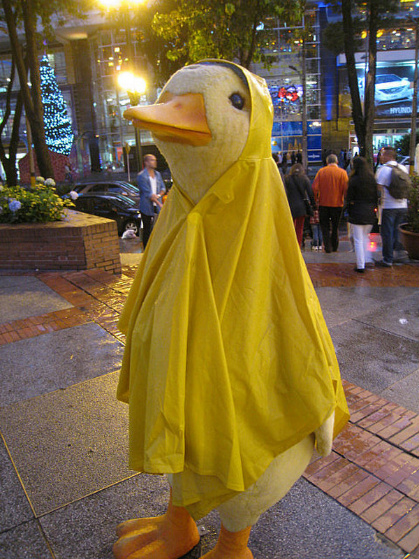 Even the Ducks Wear Raincoats in Bogota