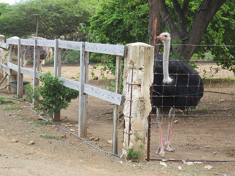 Curacao Ostrich Farm