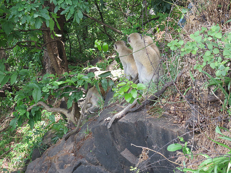 Baboons Everywhere in Zambia ...