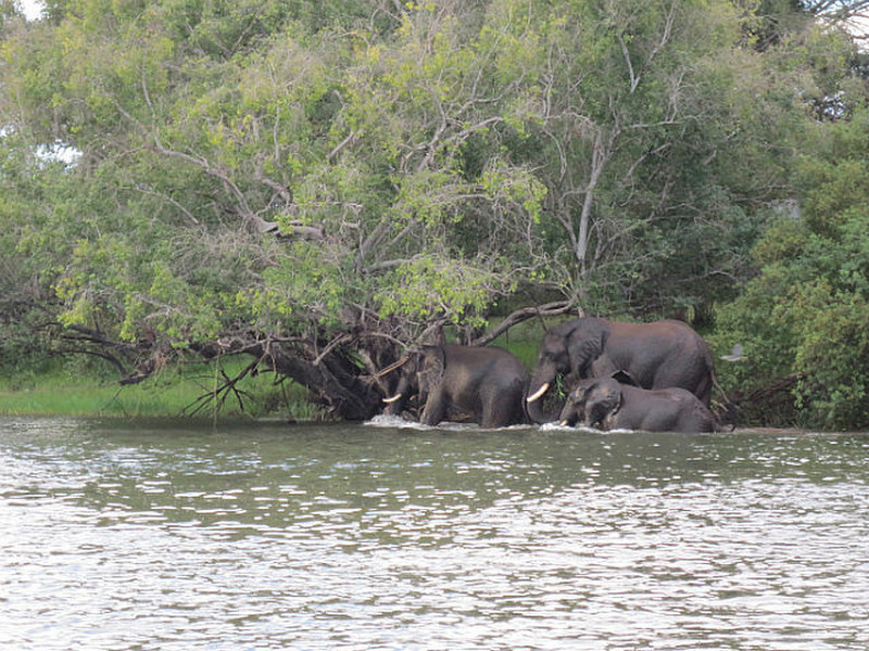 Elephants Swimming Across the River