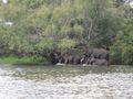 Elephants Swimming Across the River