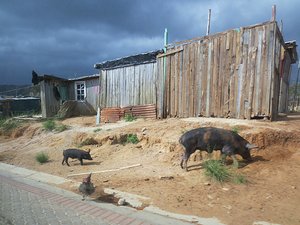 Township Livestock ... Township Livestock ...