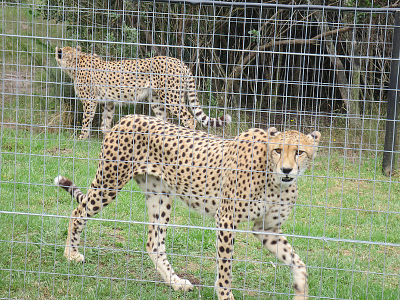 Cheetahs On The Prowl ...