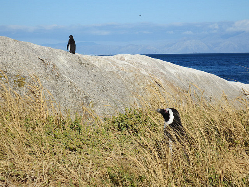 Penguin Contemplating Suicide