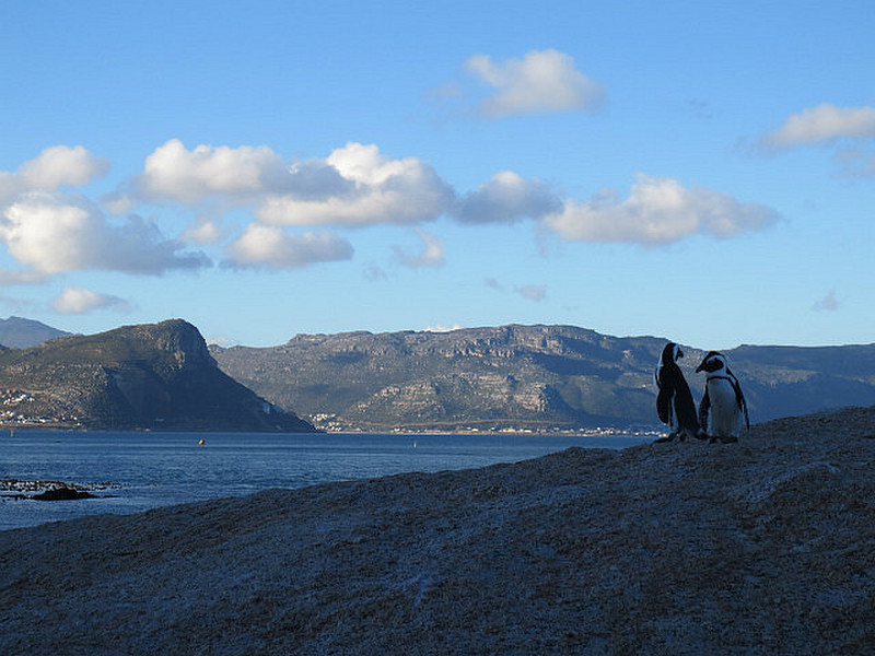 Penguins Enjoying the Sunset