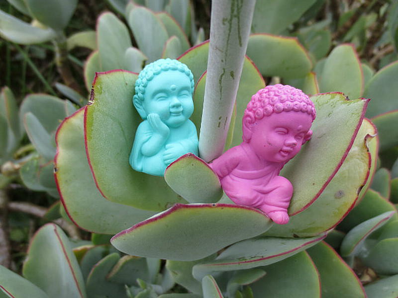 The L&#39;il Buddhas Enjoyed Kirstenbosch More Than Us