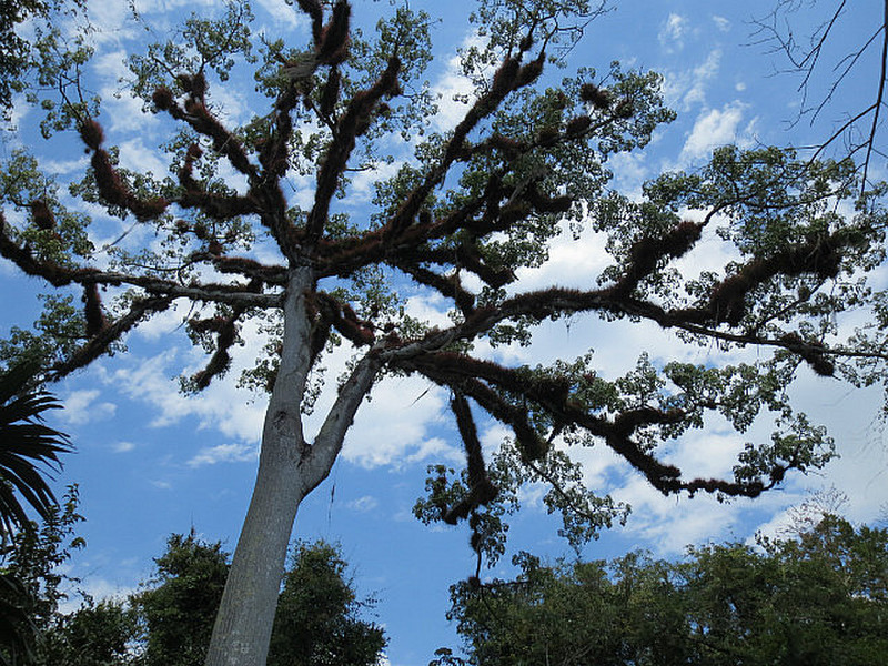 The Ceiba, Guatemala&#39;s National Tree