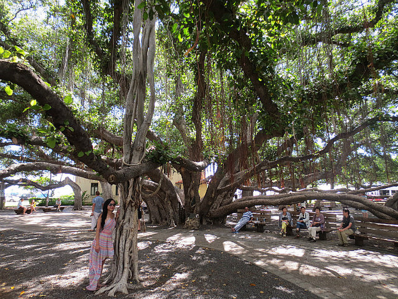 Lahaina&#39;s Famous Banyan Tree ...