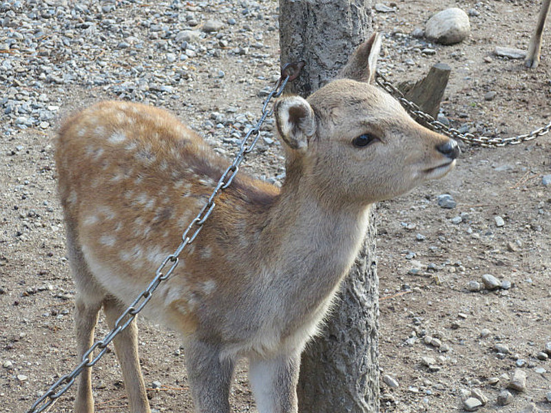 Famous Deer of Nara ...