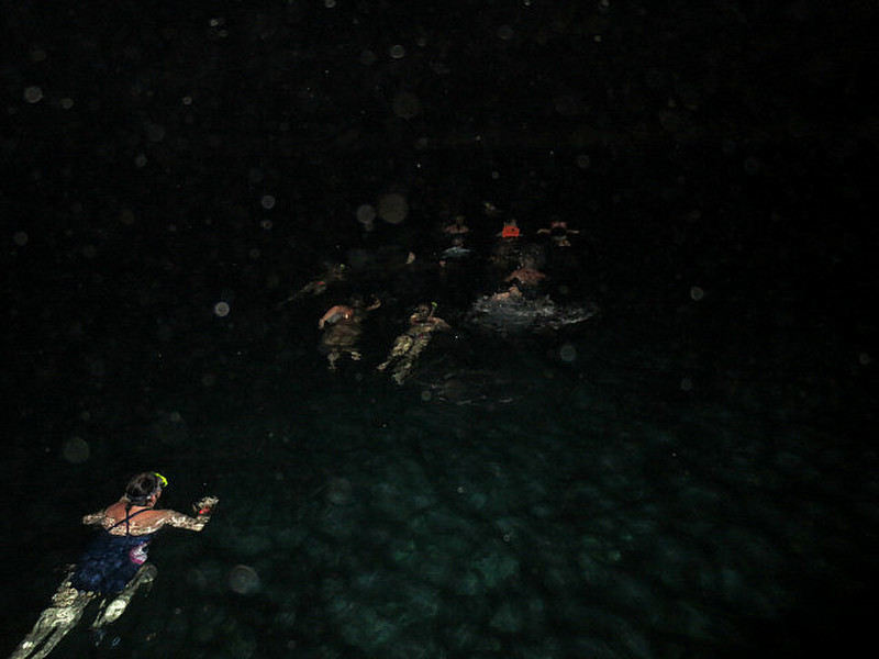 Nightime Snorkelling For Plankton