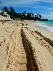 Mega Tracks in the sand.