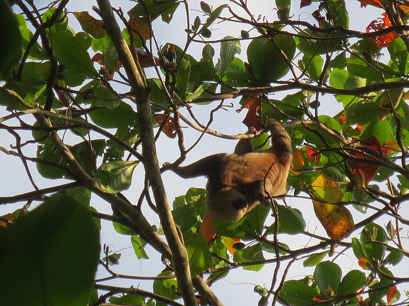 Ugly Two-Toed Sloth Hanging Overhead ...
