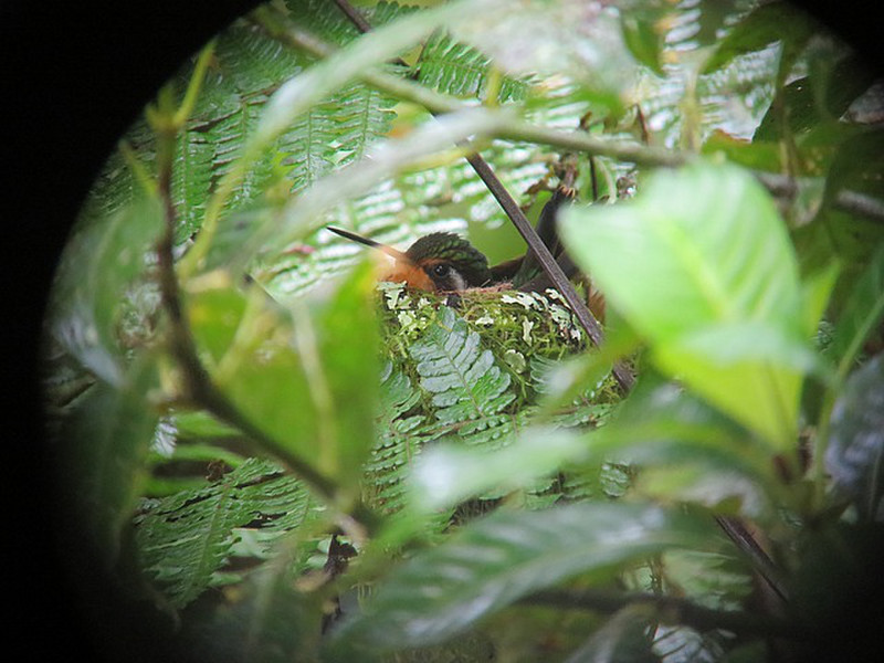 Hiding Hummingbird