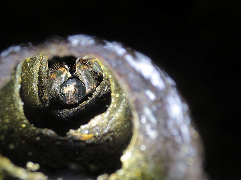 Tarantula Hiding In a Hole