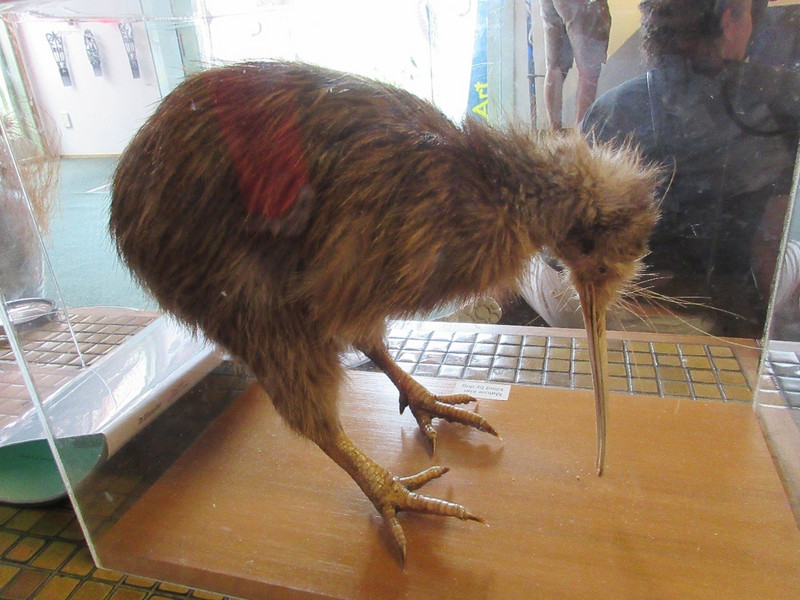 Stuffed Kiwi Bird