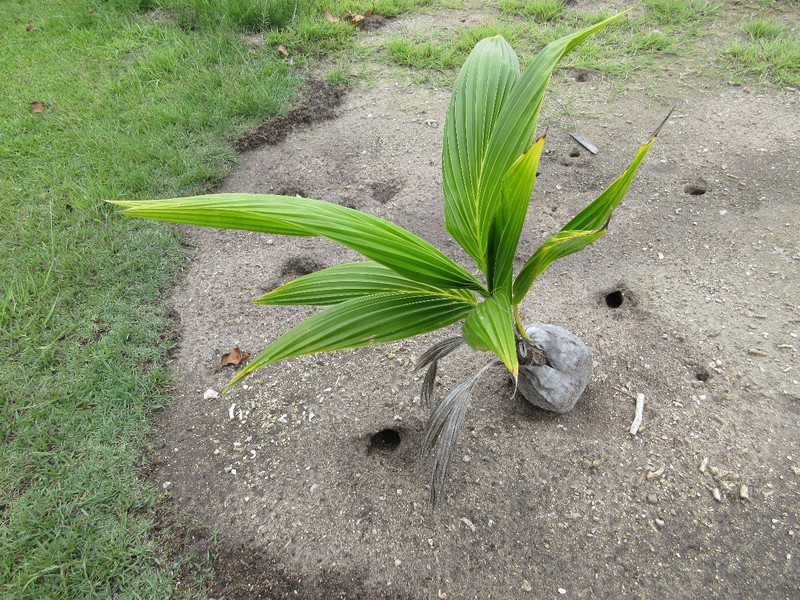 Coconut Sprouting Into a Palm Tree