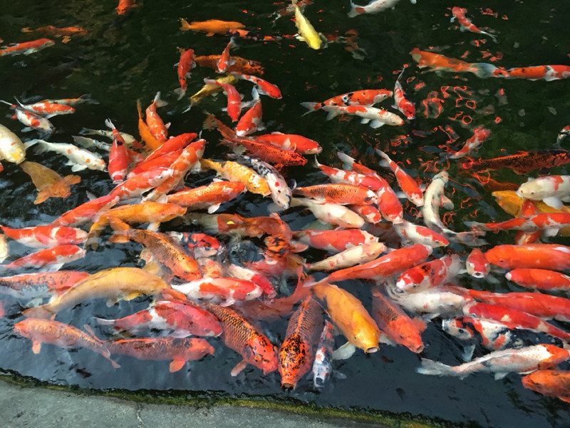Hundreds of Koi fish