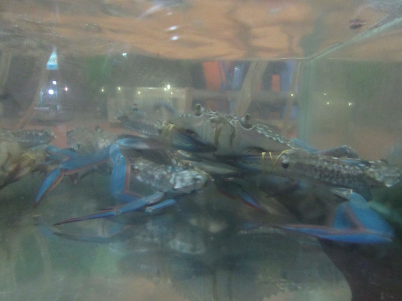 Blue Crabs at Bibo ...
