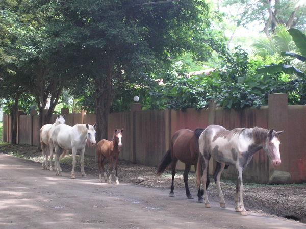 horses in the street