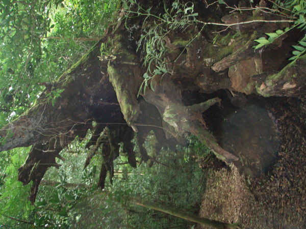 Massive tree roots - crazy!