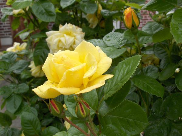 English yellow rose